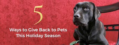 5 Ways to Give Back to Pets this Holiday Season