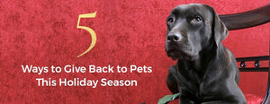 5 Ways to Give Back to Pets this Holiday Season - PictureKeeper.com