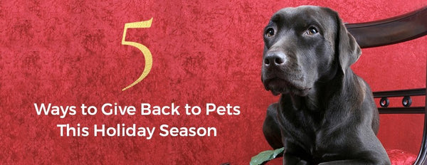 5 Ways to Give Back to Pets this Holiday Season - PictureKeeper.com