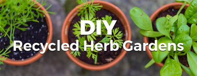 DIY Recycled Herb Gardens