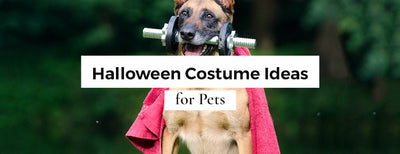 Halloween Costume Ideas for Pets